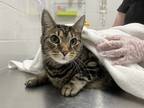 Congo, Domestic Shorthair For Adoption In Baltimore, Maryland