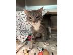 Bodie, Domestic Shorthair For Adoption In Baltimore, Maryland