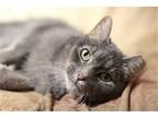 Padua, Domestic Shorthair For Adoption In New Prague, Minnesota