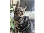 Mulan, Domestic Shorthair For Adoption In Montreal, Quebec