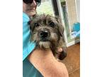 Wyatt, Terrier (unknown Type, Medium) For Adoption In Newnan, Georgia