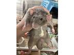 2 Gray, 1 Albino: Group 1, Rat For Adoption In Edinburg, Pennsylvania