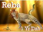 Reba, Domestic Shorthair For Adoption In Nicholasville, Kentucky