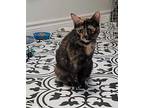 Shadow, Domestic Shorthair For Adoption In Port Mcnicoll, Ontario