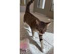 Pascal, Domestic Shorthair For Adoption In Port Mcnicoll, Ontario