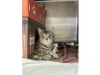 Pawmellow, Domestic Shorthair For Adoption In Port Mcnicoll, Ontario