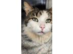 Hunter, Domestic Longhair For Adoption In Port Mcnicoll, Ontario