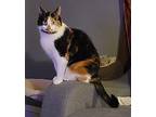 Piper, Domestic Shorthair For Adoption In Port Mcnicoll, Ontario