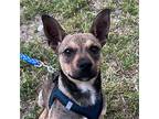 Taquito, Rat Terrier For Adoption In Carlsbad, California