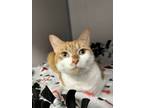 Rose, Domestic Shorthair For Adoption In Lewiston, Maine
