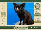 Lola, Domestic Shorthair For Adoption In Melbourne, Florida