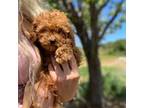 Poodle (Toy) Puppy for sale in Auburn, CA, USA
