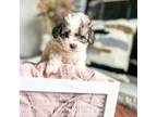 Maltipoo Puppy for sale in Pound, VA, USA