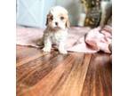 Cavapoo Puppy for sale in Pound, VA, USA