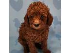 Poodle (Toy) Puppy for sale in Riegelsville, PA, USA