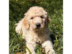 Goldendoodle Puppy for sale in Billings, MT, USA