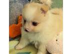 Pomeranian Puppy for sale in Arlington, WA, USA