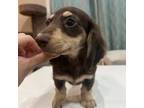Dachshund Puppy for sale in Flushing, NY, USA