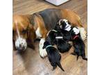 Basset Hound Puppy for sale in Blackshear, GA, USA
