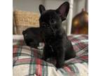 French Bulldog Puppy for sale in Danville, VA, USA