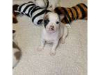 Chihuahua Puppy for sale in Crossville, TN, USA