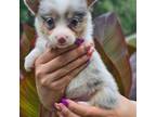 Cardigan Welsh Corgi Puppy for sale in Tallahassee, FL, USA