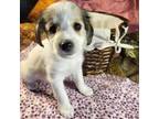 Mutt Puppy for sale in Riverton, WY, USA