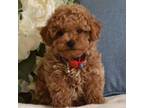 Poodle (Toy) Puppy for sale in Temecula, CA, USA