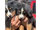 Bernese Mountain Dog Puppy for sale in Dorena, OR, USA