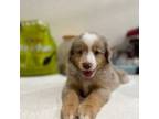 Miniature Australian Shepherd Puppy for sale in Athens, TX, USA
