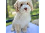 Australian Labradoodle Puppy for sale in Naples, FL, USA