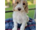 Australian Labradoodle Puppy for sale in Naples, FL, USA