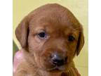Labrador Retriever Puppy for sale in Bluff Dale, TX, USA