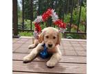 Golden Retriever Puppy for sale in Rathdrum, ID, USA