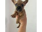 French Bulldog Puppy for sale in Quartz Hill, CA, USA
