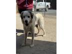 Adopt 18714 a Great Pyrenees