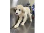 Adopt 18733 a Great Pyrenees