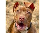 Adopt Harlem a Pit Bull Terrier, Labrador Retriever