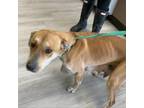 Adopt Toadette a Terrier, Mixed Breed