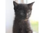 Adopt Deduction a Domestic Short Hair