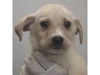 Adopt Lily Pad_3 a Retriever, Mixed Breed