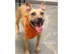 Adopt Pumpkin a Pit Bull Terrier