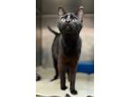 Adopt Grimm a Domestic Short Hair