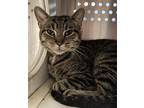 Adopt Wren a Domestic Short Hair