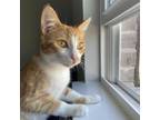 Adopt Pearl a Domestic Short Hair