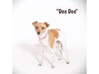 Adopt Dee Dee a Jack Russell Terrier