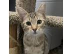 Adopt Suzi a Domestic Short Hair