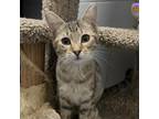 Adopt Poppy a Domestic Short Hair