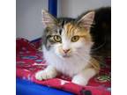 Adopt Cleo a Domestic Medium Hair