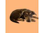 Adopt TUSC-Stray-tu1181 a Labrador Retriever, Hound